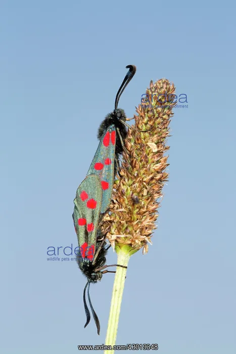 : Six Spot Burnet Moth in summer : Six Spot Burnet Moth in summer