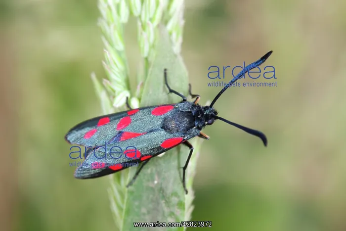 : Six Spot Burnet Moth - on Yorkshire Fog grass : Six Spot Burnet Moth - on Yorkshire Fog grass