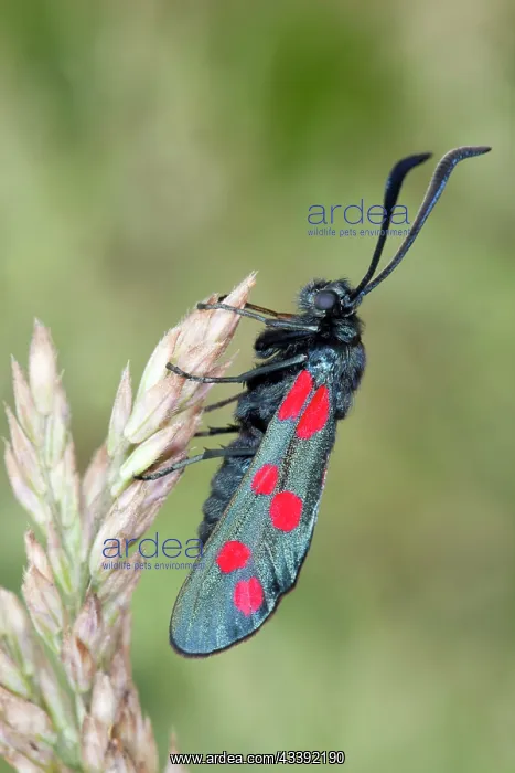 : Six Spot Burnet Moth - on Yorkshire Fog grass : Six Spot Burnet Moth - on Yorkshire Fog grass