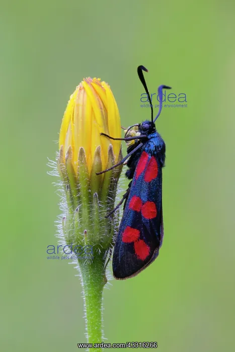 : Six Spot - Burnet, resting on flower, Hessen, Germany : Six Spot - Burnet, resting on flower, Hessen, Germany