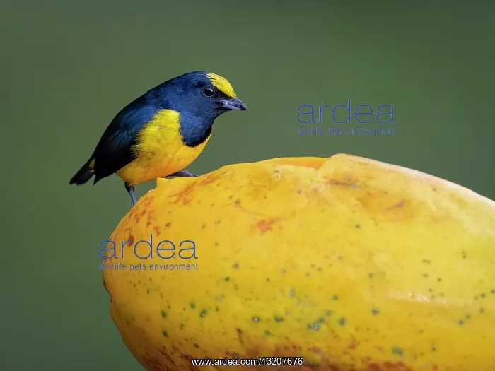 : Spot-crowned Euphonia (Euphonia imitans), male f : Spot-crowned Euphonia (Euphonia imitans), male f