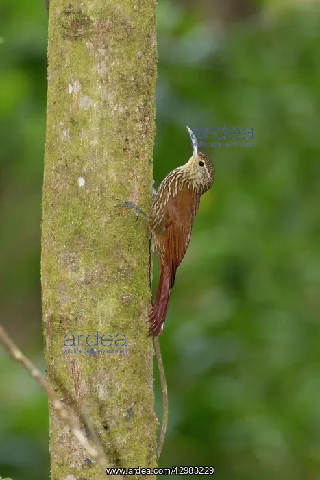 : Spot-crowned Woodcreeper : Spot-crowned Woodcreeper