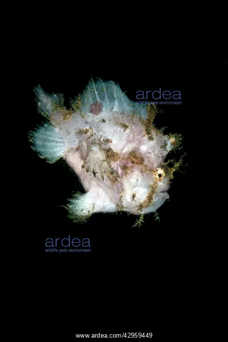 : Spot Fin Frogfish : Spot Fin Frogfish