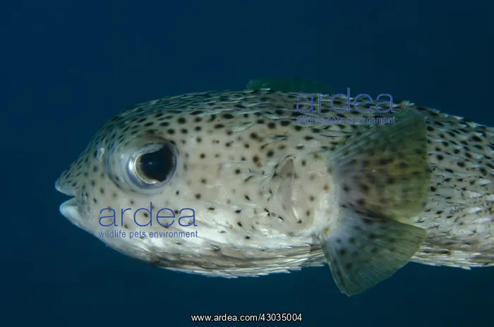 : Spot-fin Porcupinefish - Jemeluk Bay Gallery : Spot-fin Porcupinefish - Jemeluk Bay Gallery