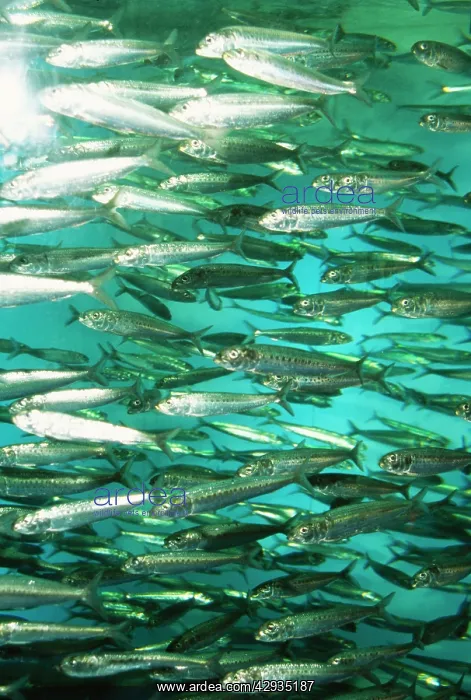 : Spot Lined SARDINE : Spot Lined SARDINE