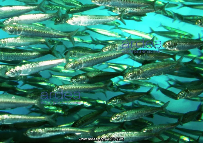 : Spot Lined SARDINE : Spot Lined SARDINE