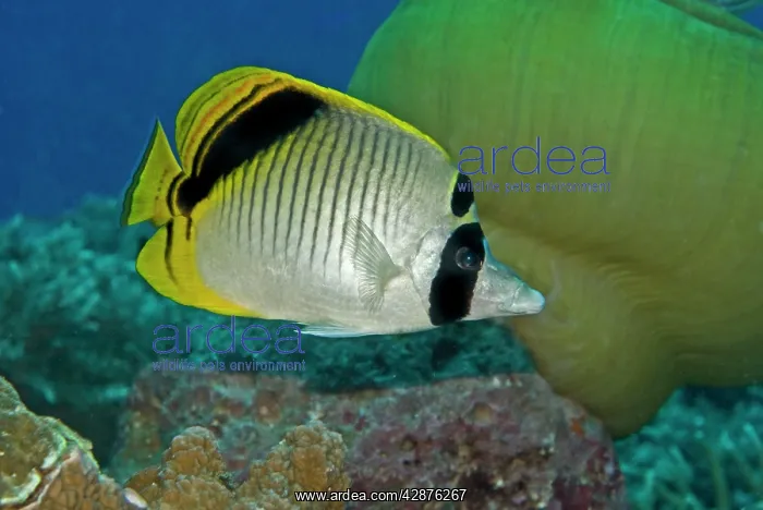: Spot-nape Butterflyfish : Spot-nape Butterflyfish
