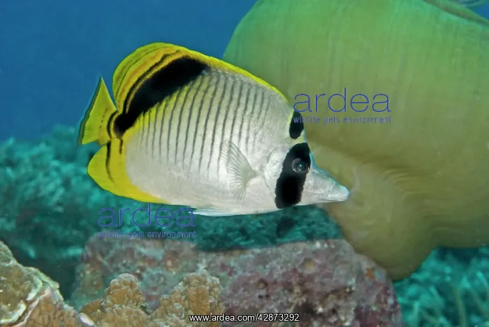 : Spot-nape Butterflyfish - often seen in pairs these : Spot-nape Butterflyfish - often seen in pairs these