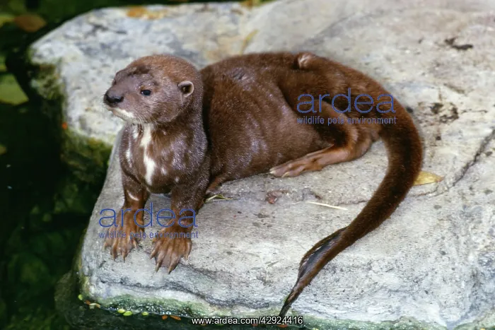 : Spot / Spotted - Necked / Speckle - Throated OTTER : Spot / Spotted - Necked / Speckle - Throated OTTER