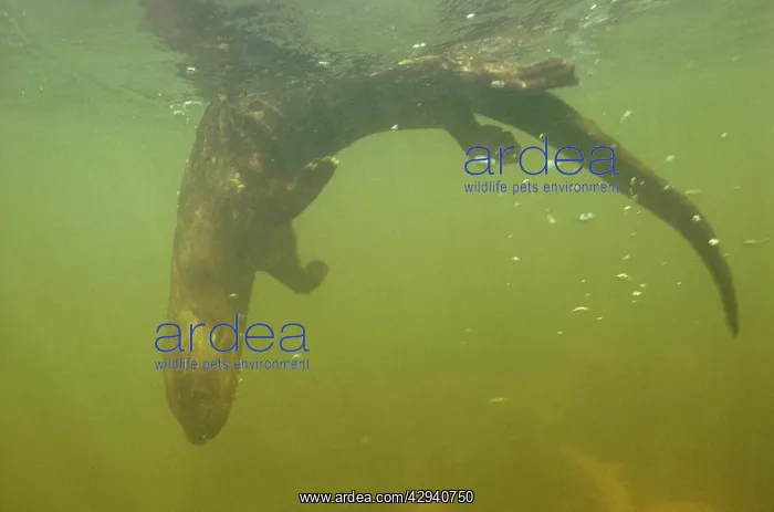 : Spot / Spotted - Necked / Speckle - Throated OTTER : Spot / Spotted - Necked / Speckle - Throated OTTER