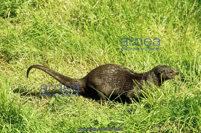 : Spot / Spotted - Necked / Speckle - Throated OTTER : Spot / Spotted - Necked / Speckle - Throated OTTER
