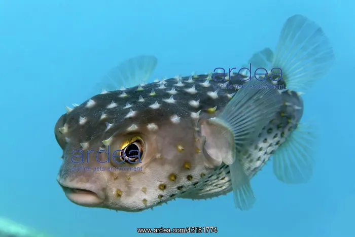 : Spotbase burrfish (Chilomycterus spilostylus), Red : Spotbase burrfish (Chilomycterus spilostylus), Red