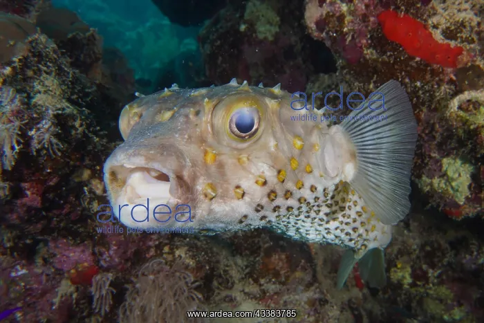 : Spotbase burrfish (Cyclichthys spilostylus) with : Spotbase burrfish (Cyclichthys spilostylus) with
