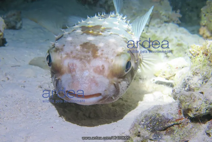 : Spotbase burrfish (Cyclichthys spilostylus), dive : Spotbase burrfish (Cyclichthys spilostylus), dive