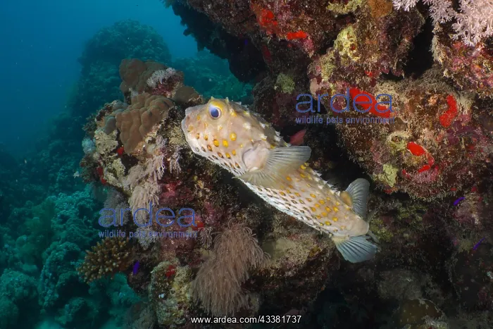 : Spotbase burrfish (Cyclichthys spilostylus), House : Spotbase burrfish (Cyclichthys spilostylus), House