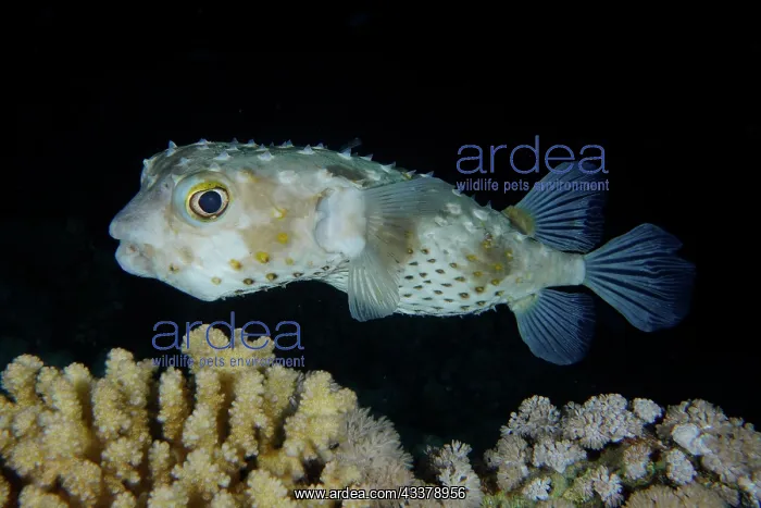 : Spotbase burrfish (Cyclichthys spilostylus) at night : Spotbase burrfish (Cyclichthys spilostylus) at night