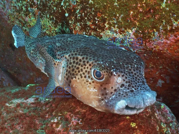 : Spotfin burrfish (Chilomycterus reticulatus). Dive : Spotfin burrfish (Chilomycterus reticulatus). Dive