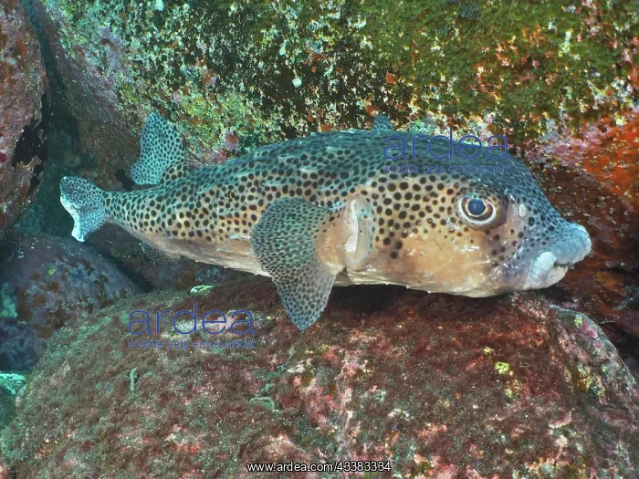 : Spotfin burrfish (Chilomycterus reticulatus). Dive : Spotfin burrfish (Chilomycterus reticulatus). Dive