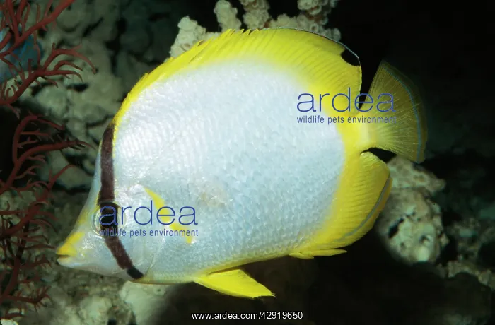 : Spotfin Butterflyfish : Spotfin Butterflyfish