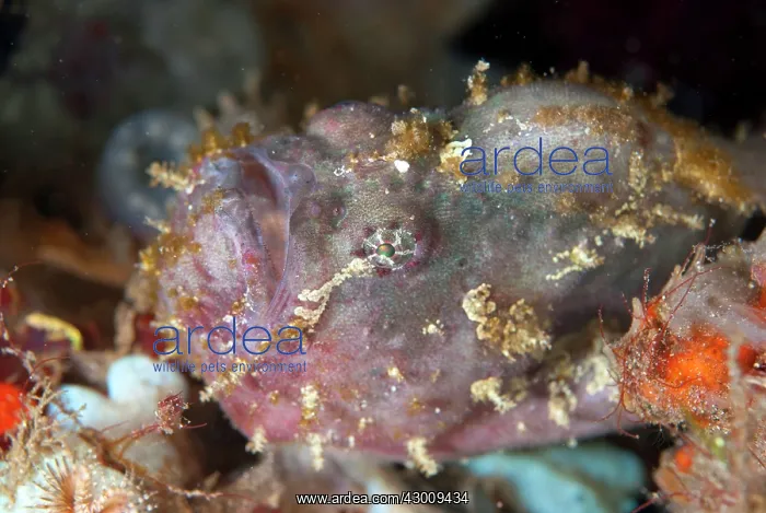 : Spotfin Frogfish Aer Bajo dive site, Lembeh Straits : Spotfin Frogfish Aer Bajo dive site, Lembeh Straits