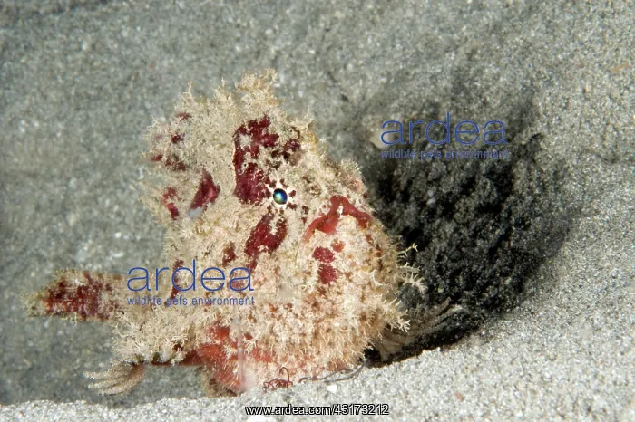 : Spotfin frogfish (Antennarius nummifer) : Spotfin frogfish (Antennarius nummifer)