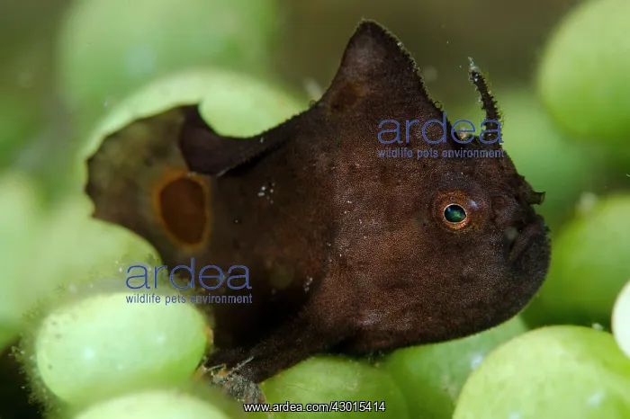 : Spotfin Frogfish in coral : Spotfin Frogfish in coral