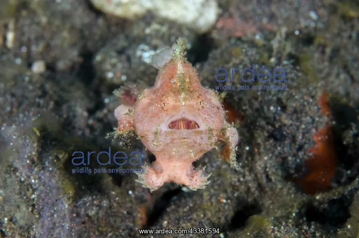 : Spotfin Frogfish - swimming - Batu Ringgit dive : Spotfin Frogfish - swimming - Batu Ringgit dive