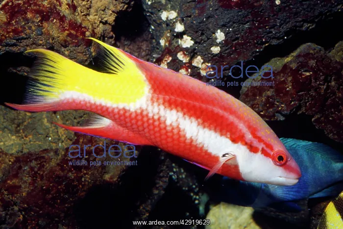 : Spotfin Hogfish : Spotfin Hogfish