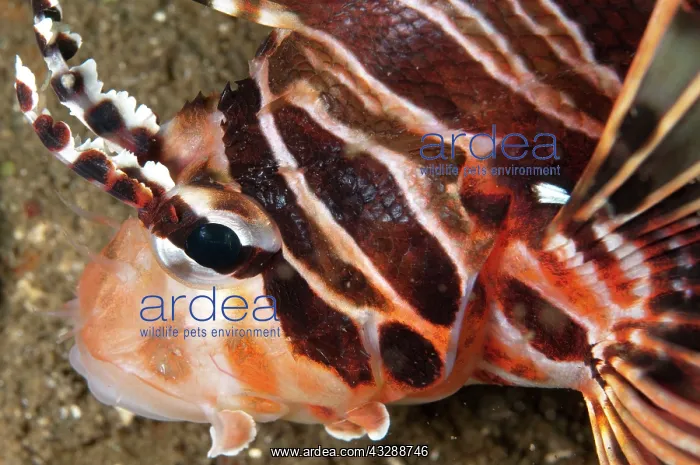 : Spotfin Lionfish : Spotfin Lionfish