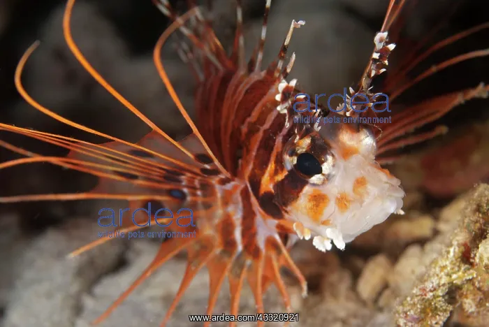 : Spotfin Lionfish : Spotfin Lionfish