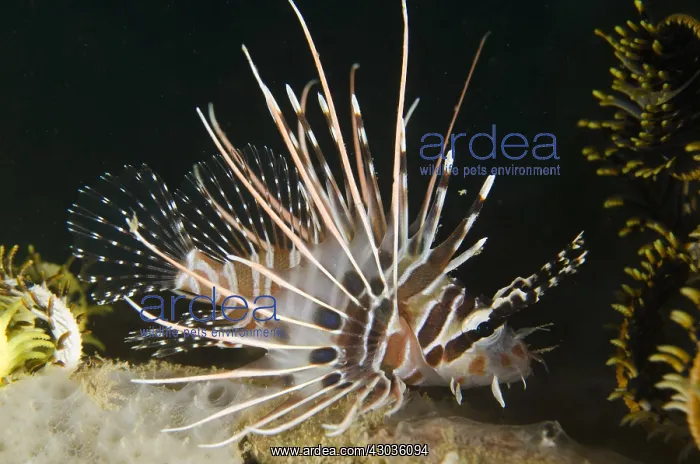 : Spotfin Lionfish - Air Manis dive site, Ambon : Spotfin Lionfish - Air Manis dive site, Ambon