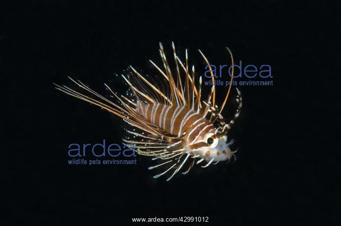: Spotfin Lionfish - Juvenile - Tasi Tolu dive site : Spotfin Lionfish - Juvenile - Tasi Tolu dive site