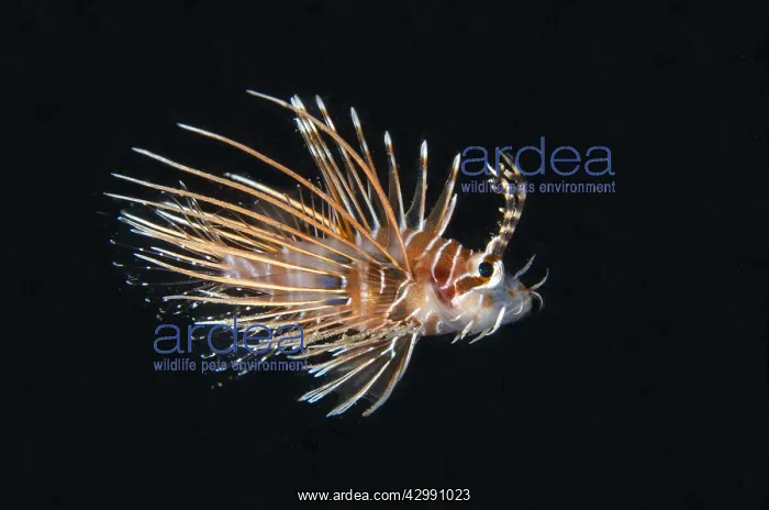 : Spotfin Lionfish - Juvenile - Tasi Tolu dive site : Spotfin Lionfish - Juvenile - Tasi Tolu dive site