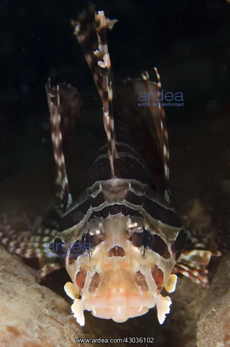 : Spotfin Lionfish - Pantai Nama dive site, Ambon : Spotfin Lionfish - Pantai Nama dive site, Ambon