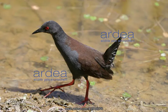 : Spotless Crake : Spotless Crake