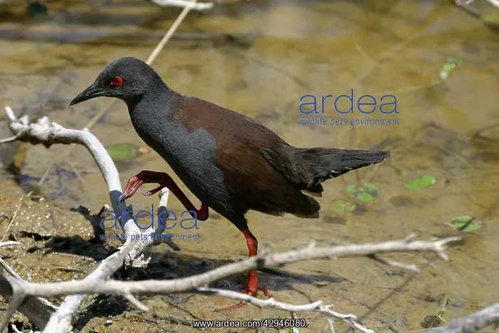 : Spotless Crake : Spotless Crake