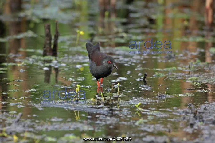  : Spotless Crake