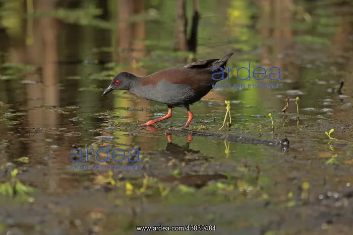  : Spotless Crake