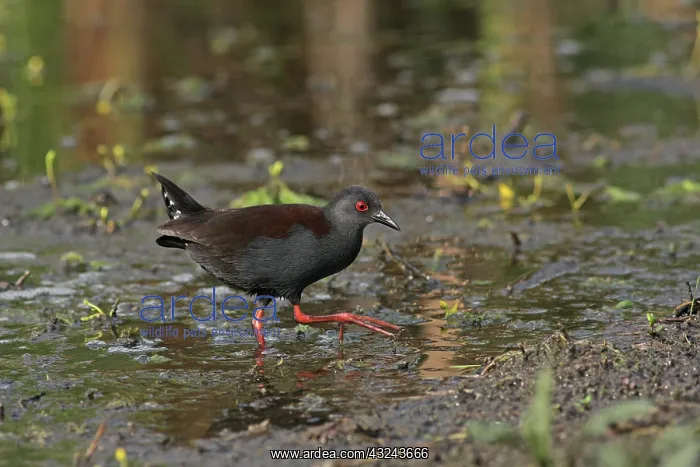  : Spotless Crake