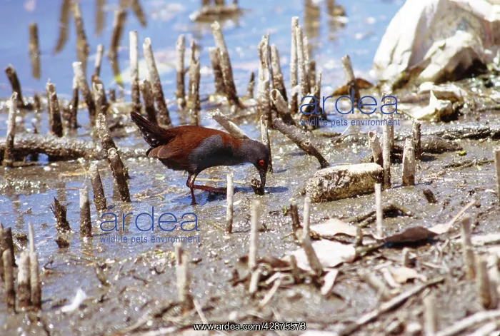 : Spotless CRAKE - feeding along mangrove roots on mudflat : Spotless CRAKE - feeding along mangrove roots on mudflat
