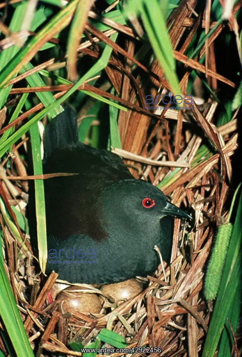 : Spotless Crake - on nest with eggs : Spotless Crake - on nest with eggs