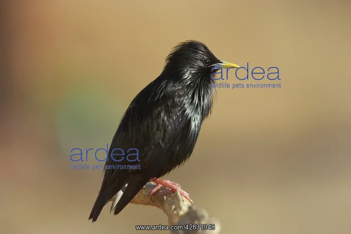  : Spotless Starling
