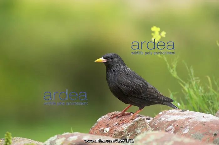 : Spotless Starling : Spotless Starling