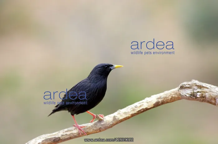 : Spotless STARLING : Spotless STARLING