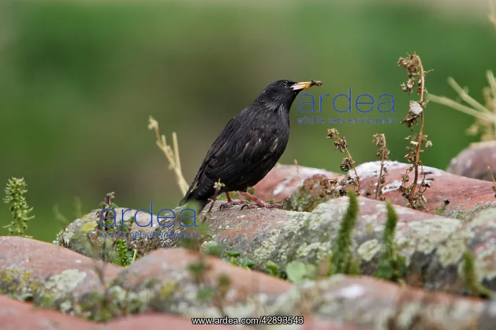 : Spotless Starling : Spotless Starling