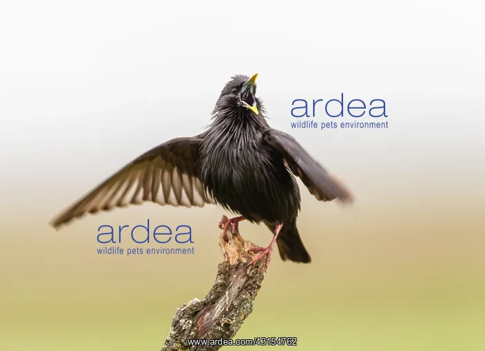 : Spotless Starling : Spotless Starling