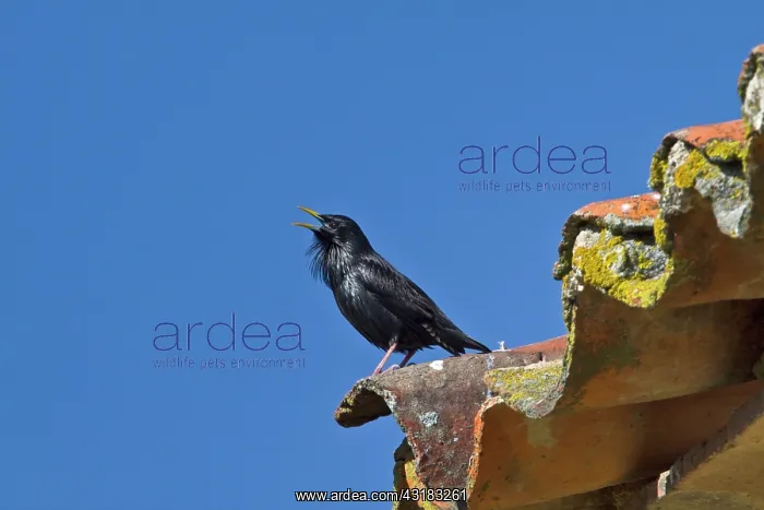  : Spotless Starling