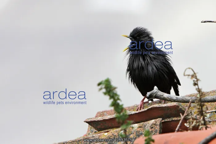 : Spotless Starling - with beak open : Spotless Starling - with beak open