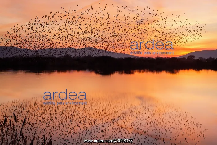 : Spotless Starling flock in flight over marsh at : Spotless Starling flock in flight over marsh at