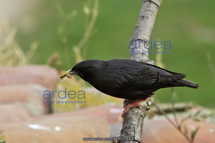 : Spotless Starling - with food in beak : Spotless Starling - with food in beak